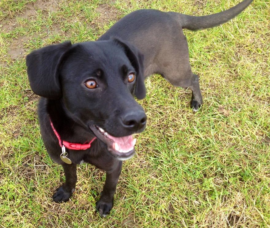 Introducing Henry, The Horseshoe Hound Raising Funds For Dog Rescue