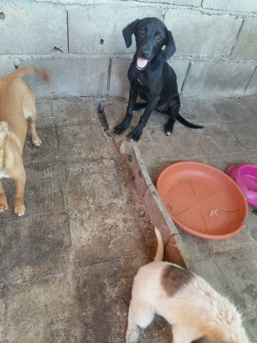 Introducing Henry, The Horseshoe Hound Raising Funds For Dog Rescue