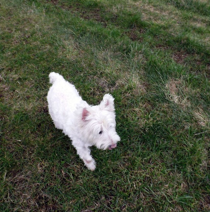 Introducing Henry, The Horseshoe Hound Raising Funds For Dog Rescue