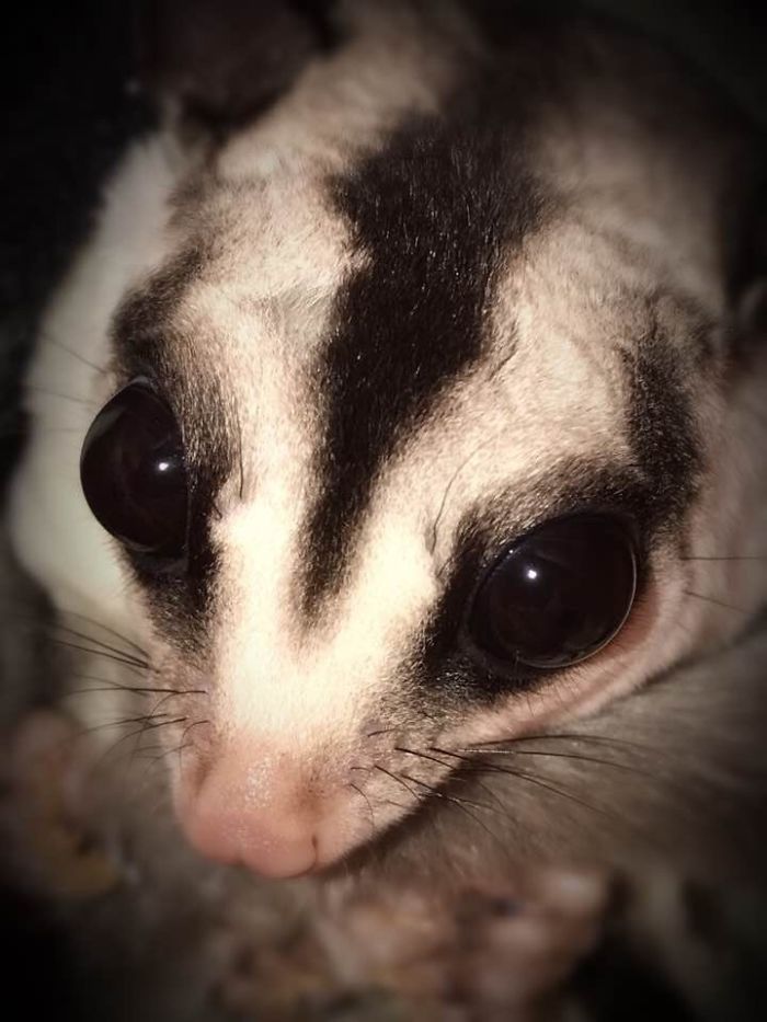 I Take Photos Of Animals Using Only An Iphone Camera