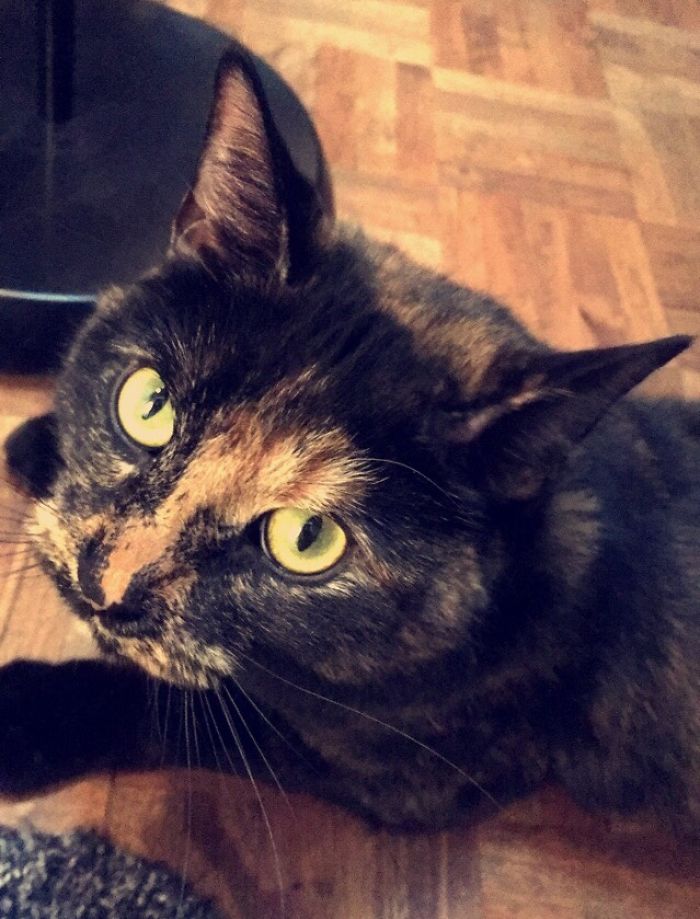 I Take Photos Of Animals Using Only An Iphone Camera