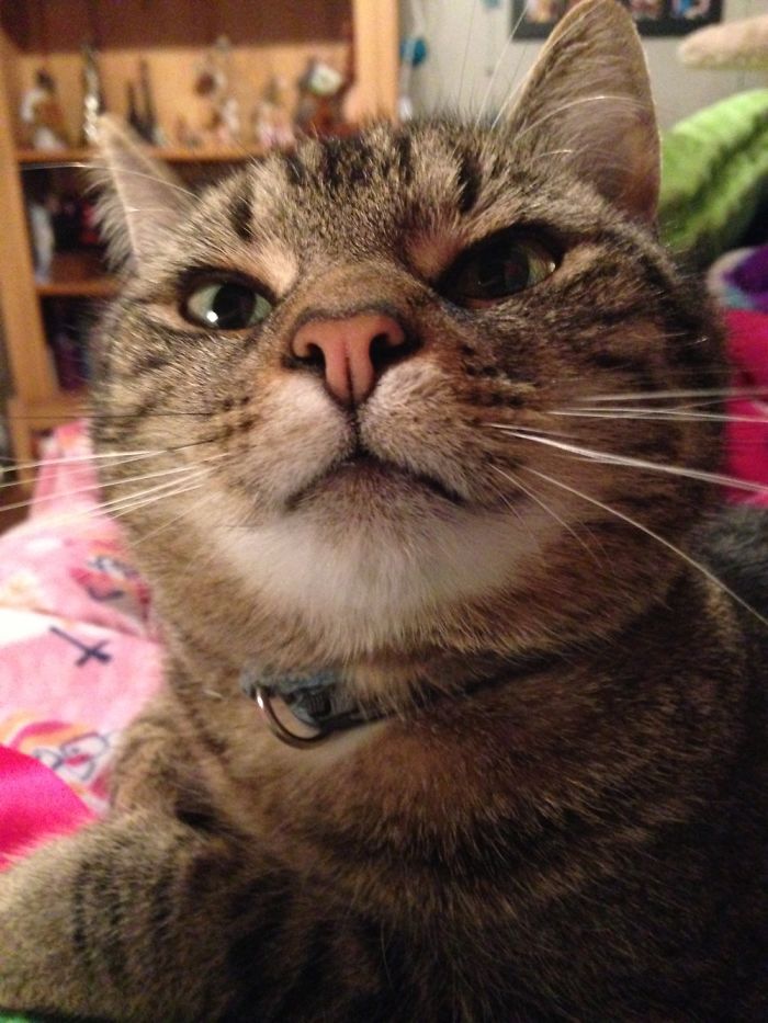 I Take Photos Of Animals Using Only An Iphone Camera