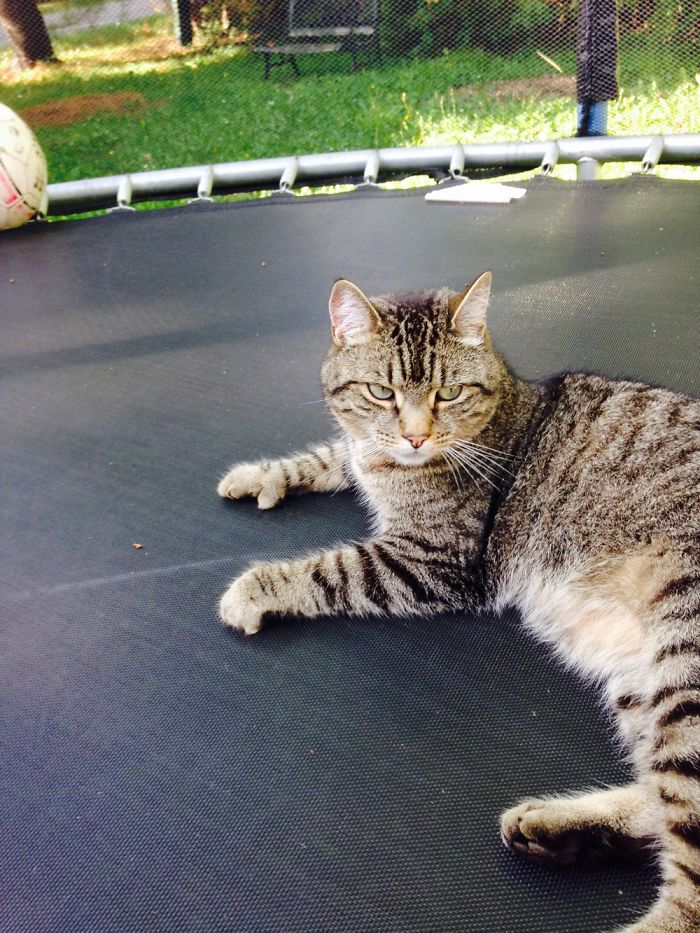 I Take Photos Of Animals Using Only An Iphone Camera