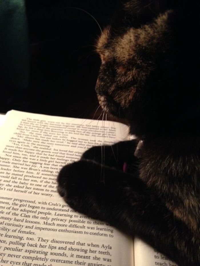 I Take Photos Of Animals Using Only An Iphone Camera