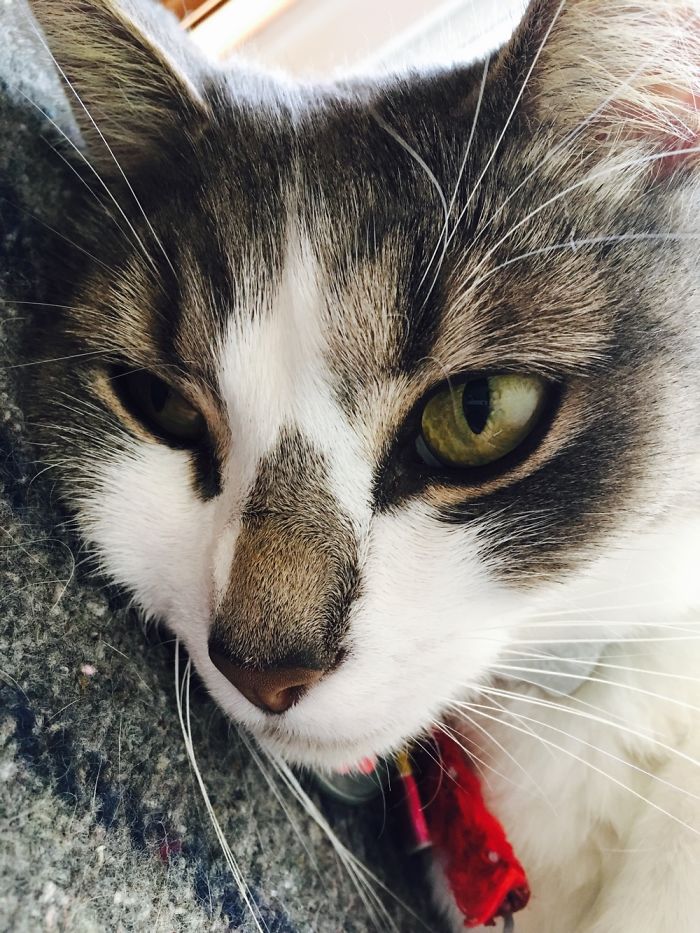 I Take Photos Of Animals Using Only An Iphone Camera