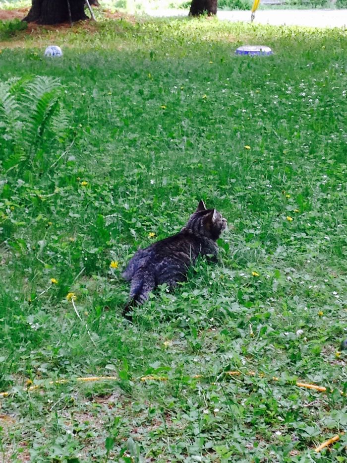 I Take Photos Of Animals Using Only An Iphone Camera