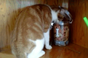 Bad Luck Or Karma For Stealing Cookies?