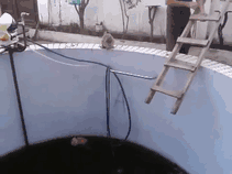 Instant Kitten Karma