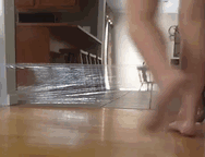 Prank On A Cat Backfires