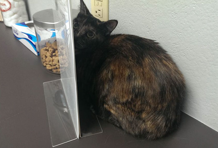 Looking For A Job? This Company Will Pay You For Cuddling With Kittens All Day Long Looking For A Job? This Company Will Pay You For Cuddling With Kittens All Day Long