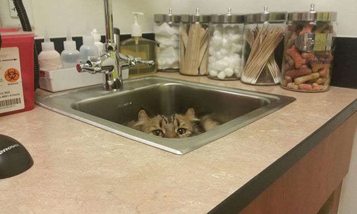 Looking For A Job? This Company Will Pay You For Cuddling With Kittens All Day Long Looking For A Job? This Company Will Pay You For Cuddling With Kittens All Day Long