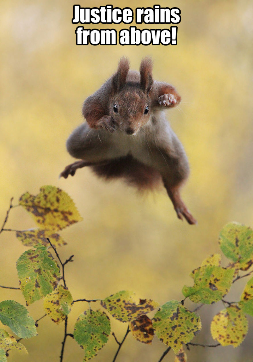 Saw The Winners Of The ‘Comedy Wildlife Photography Awards’ And Had To Add Some Captions Saw The Winners Of The ‘Comedy Wildlife Photography Awards’ And Had To Add Some Captions