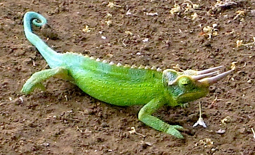 lizard7-591307686e527.jpg