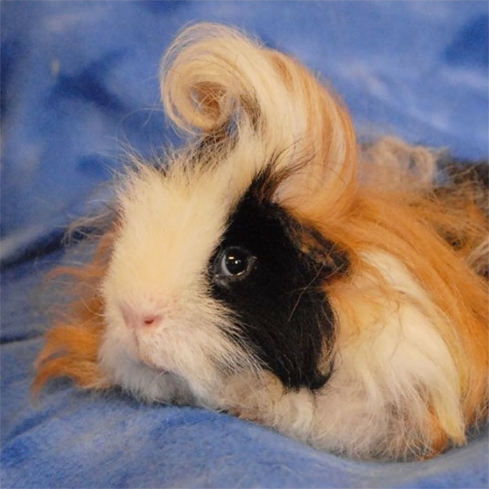 Long-haired-guinea-pigs