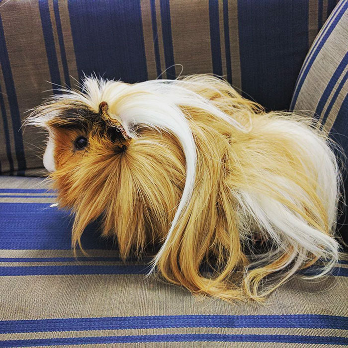 Long-haired-guinea-pigs