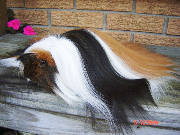 Long-haired-guinea-pigs