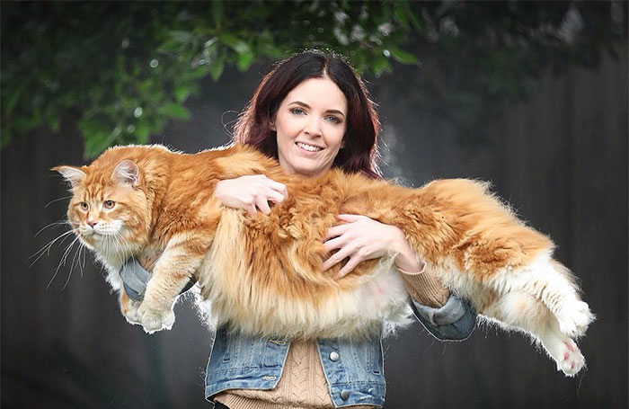 Esta pareja quedó sorprendida tras comprar un gatito diminuto que creció hasta convertirse en el gato más largo del mundo