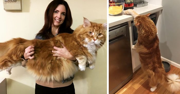 Couple Surprised After They Buy A Tiny Kitty, And It Grows To Be The World’s Longest Cat