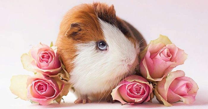 I Recently Lost My Guinea Pig Archie And Here’s My Tribute To Him