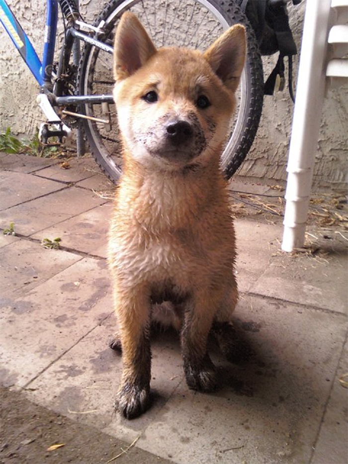 Such Fox. Much Dirt.