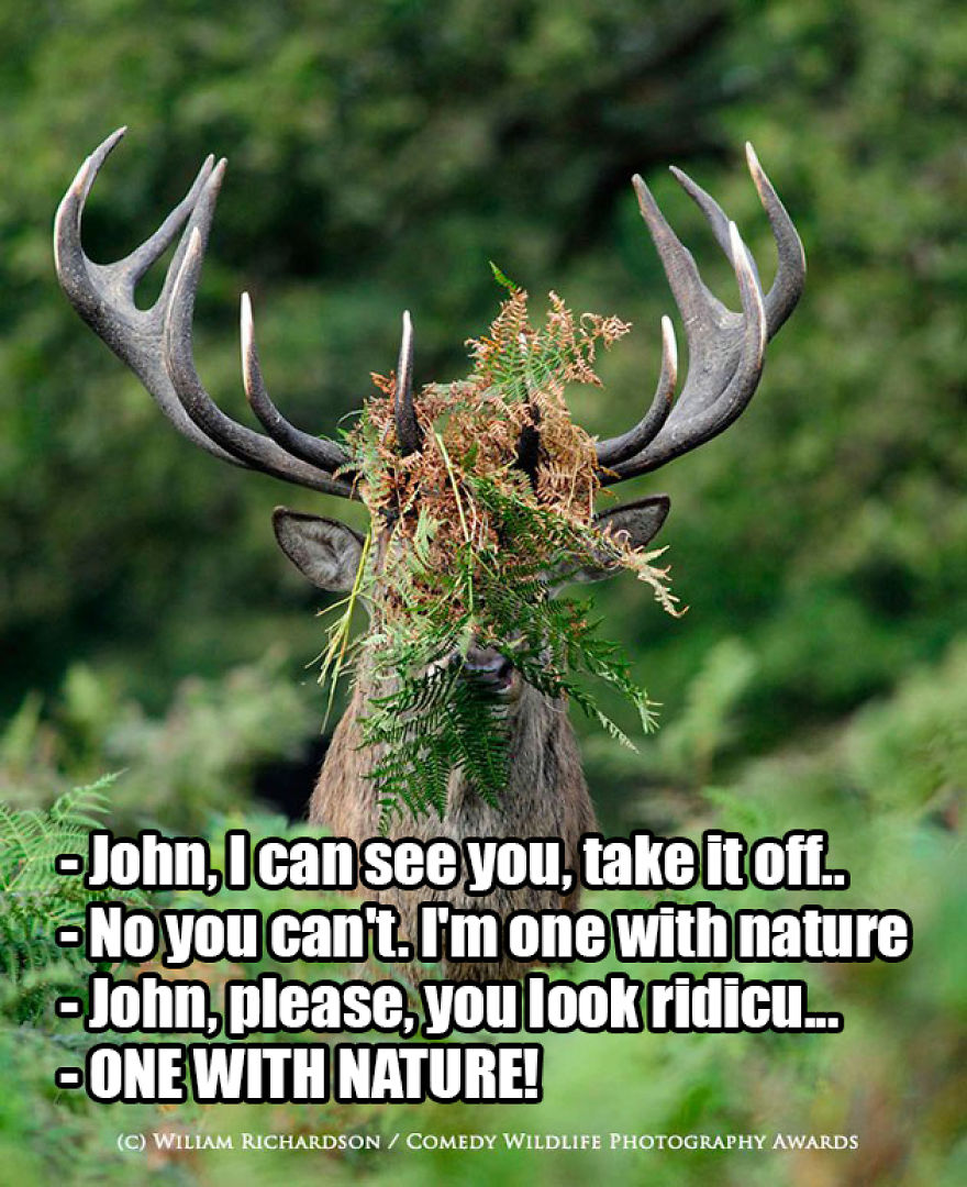 Saw The Winners Of The ‘Comedy Wildlife Photography Awards’ And Had To Add Some Captions Saw The Winners Of The ‘Comedy Wildlife Photography Awards’ And Had To Add Some Captions