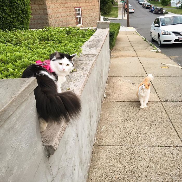 Cat Falls In Love With Girl Next Door, Comes To See Her Almost Every Day For 2 Years Cat Falls In Love With Girl Next Door, Comes To See Her Almost Every Day For 2 Years