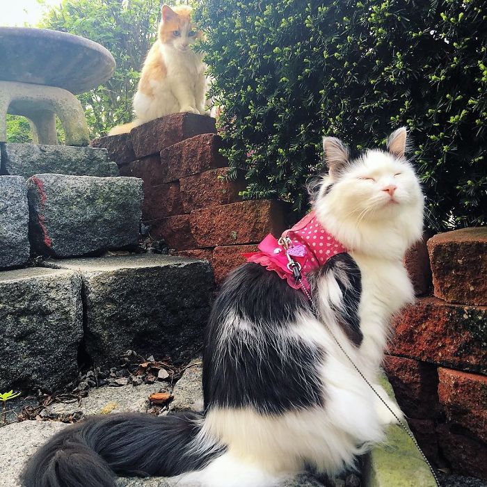 Cat Falls In Love With Girl Next Door, Comes To See Her Almost Every Day For 2 Years Cat Falls In Love With Girl Next Door, Comes To See Her Almost Every Day For 2 Years