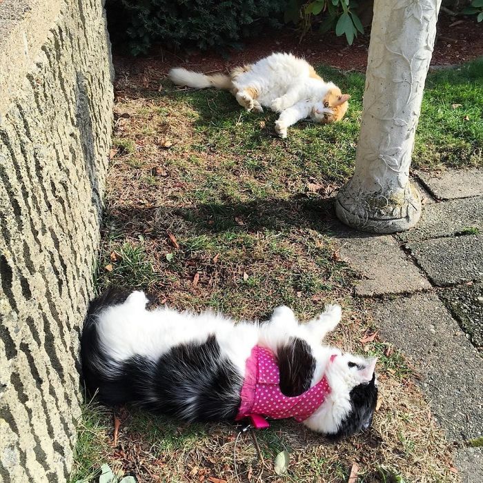 Cat Falls In Love With Girl Next Door, Comes To See Her Almost Every Day For 2 Years