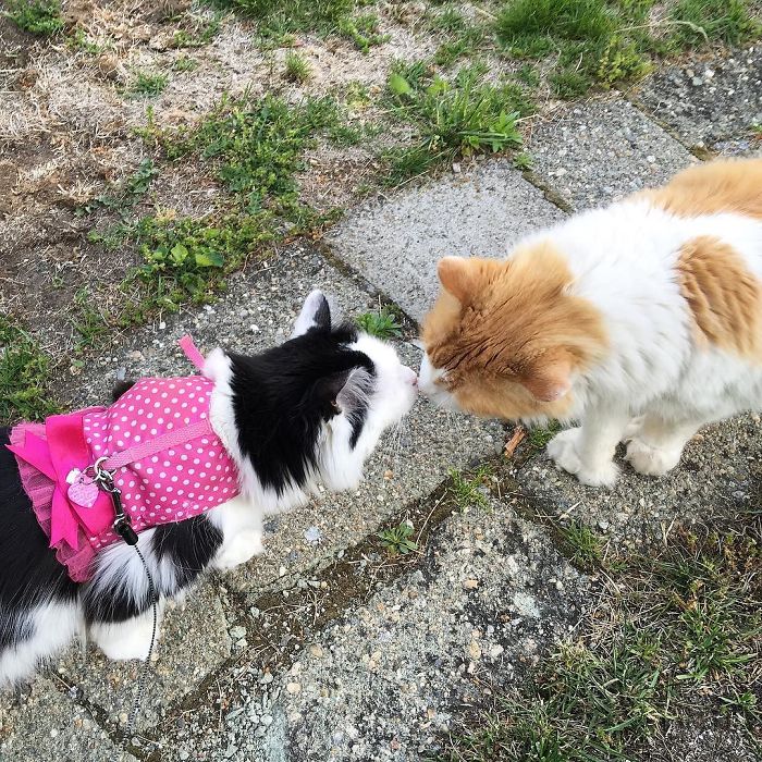 Cat Falls In Love With Girl Next Door, Comes To See Her Almost Every Day For 2 Years Cat Falls In Love With Girl Next Door, Comes To See Her Almost Every Day For 2 Years