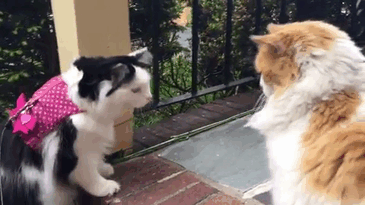 Cat Falls In Love With Girl Next Door, Comes To See Her Almost Every Day For 2 Years Cat Falls In Love With Girl Next Door, Comes To See Her Almost Every Day For 2 Years