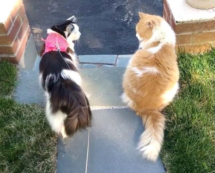 Cat Falls In Love With Girl Next Door, Comes To See Her Almost Every Day For 2 Years Cat Falls In Love With Girl Next Door, Comes To See Her Almost Every Day For 2 Years