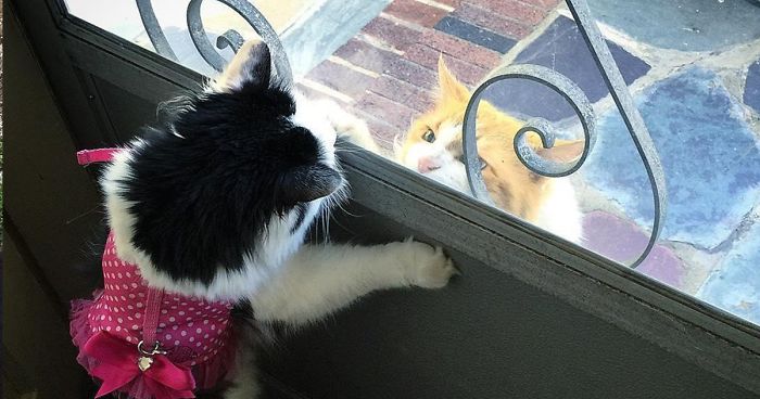 Cat Falls In Love With Girl Next Door, Comes To See Her Almost Every Day For 2 Years