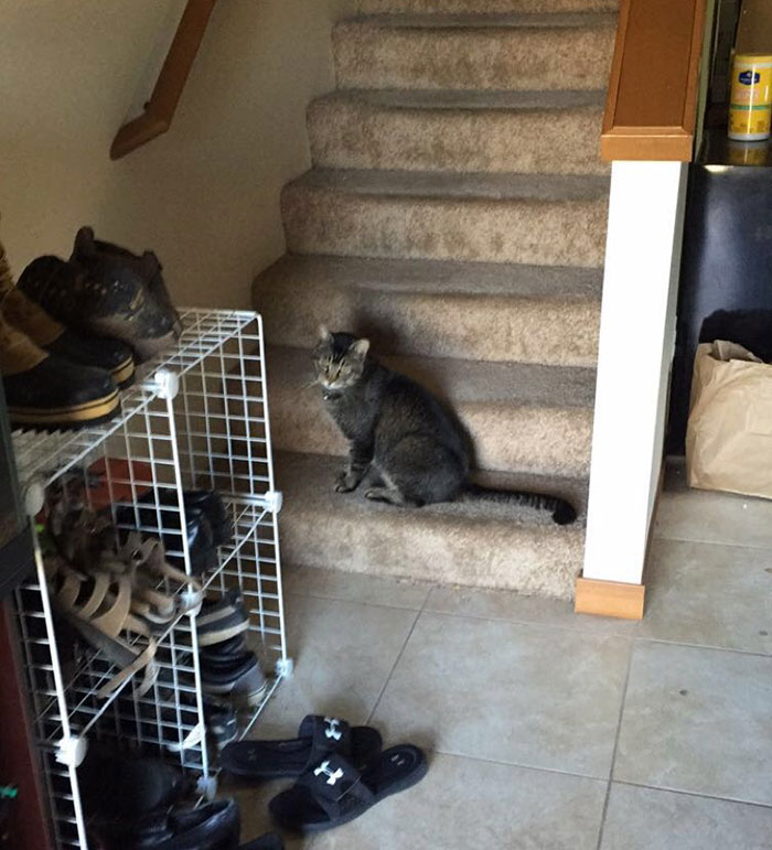 This Cat Won’t Leave My House