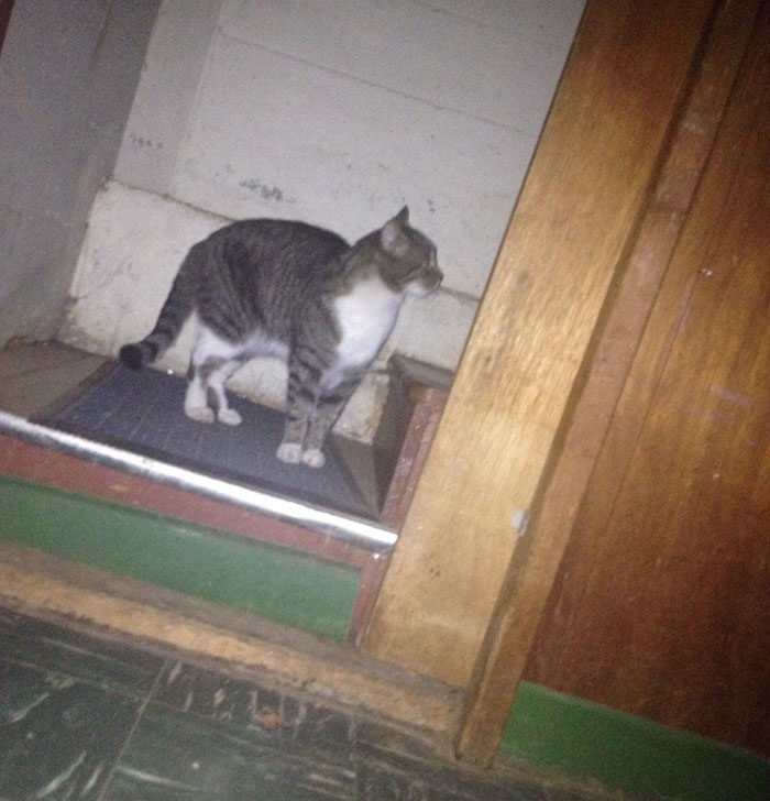 I Closed The Door To Make Sure He Didn’t Get In And 10 Minutes Later After 9 Minutes Of Scratching On The Door Here He Is. I Don't Own A Cat