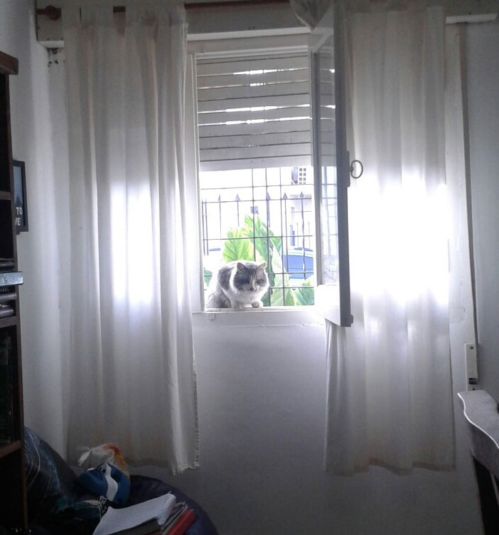 I’m Getting The Strangest View From My Window Wtf? Yes, Hello? Who This?