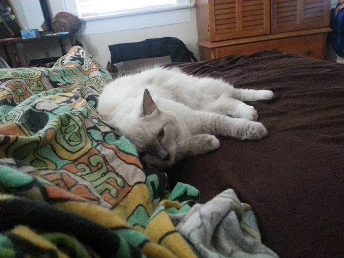 Woke Up With Him Next To Me. Thing Is, We Don't Own A Cat