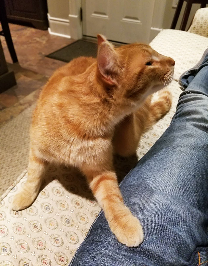 I Went To Take The Garbage Out And A Cat Ran Into My House And Won't Leave. Is This How You Get A Cat?