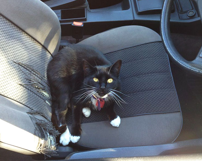 Left My Roof Open, Came Back An Hour Later To Find This. Not My Cat