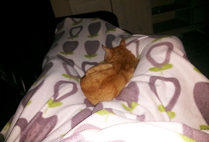 Tonight I Fell Asleep On My Couch. Woke Up This. I Don't Have A Cat