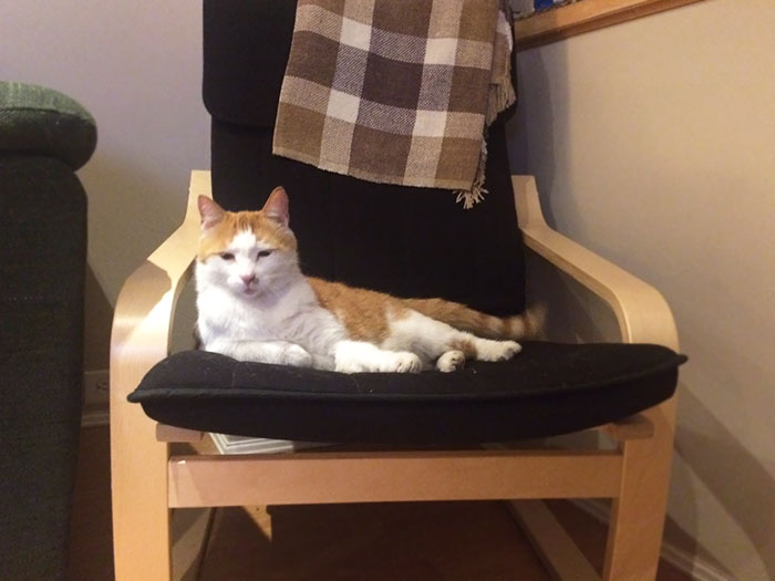 We Don't Have A Cat. He Came In Through An Open Window, And When My Roommate Got Up To Use The Bathroom He Claimed His Throne