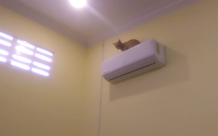 Back Home After A 2 Week Vacation. I Don't Have A Cat