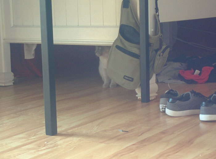 I Don’t Own A Cat?