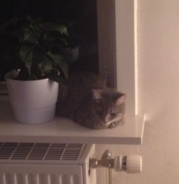 I’m At My Boyfriends House And We’re About To Settle For Netflix And Dinner When We Look Up And See This. He Doesn’t Own A Cat