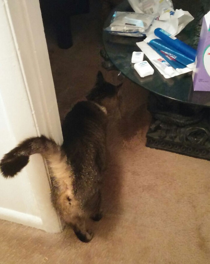 I Had A Visitor Today! I Don’t Own A Cat