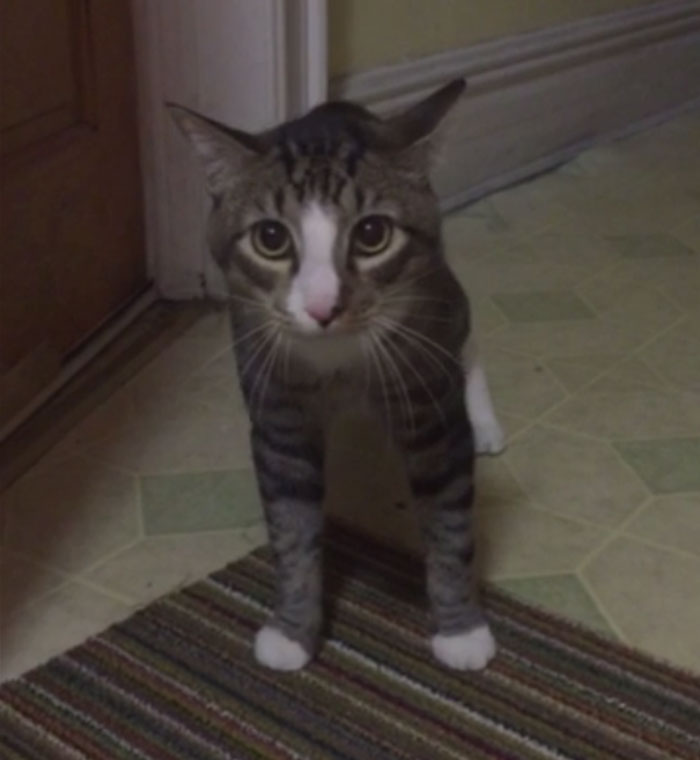 This Is Not My Cat, He Belongs To The People Downstairs But He Found His Way Into My Kitchen