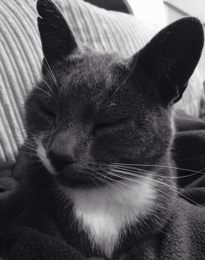 Help, I Don't Own A Cat! How Do I Politely Ask Her To Leave? She Is So Adorable