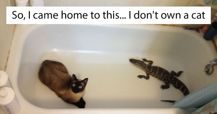 50 Of The Best “I Don’t Own A Cat” Moments That Have Ever Happened To Humans