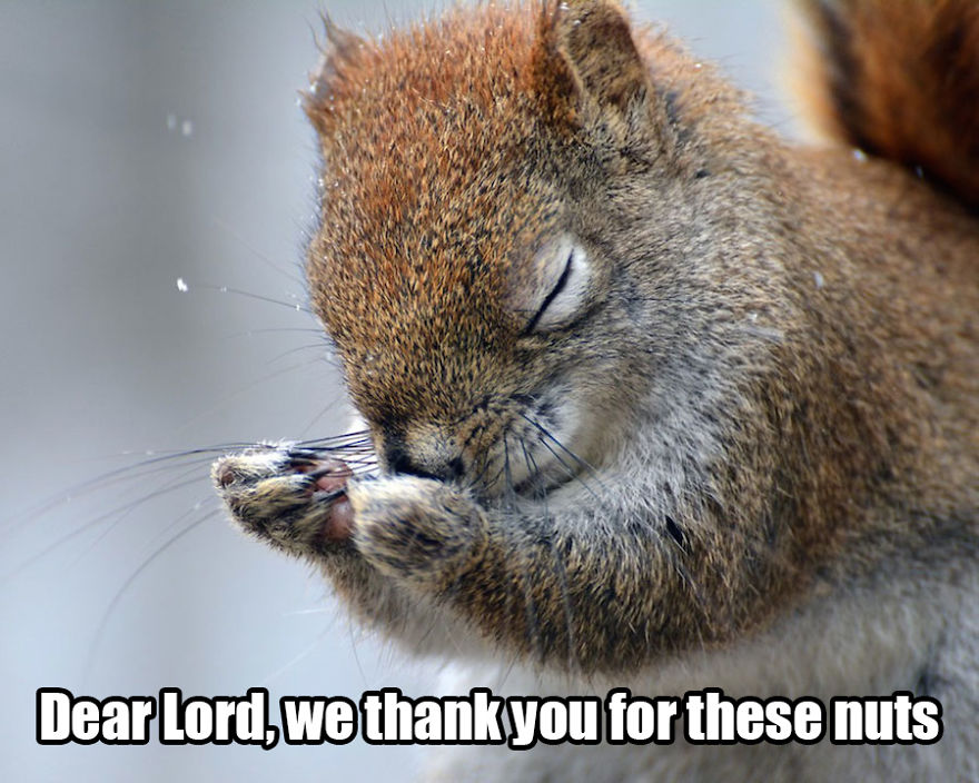 Saw The Winners Of The ‘Comedy Wildlife Photography Awards’ And Had To Add Some Captions Saw The Winners Of The ‘Comedy Wildlife Photography Awards’ And Had To Add Some Captions