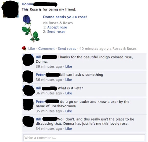 A Beautiful Indigo Coloured Rose