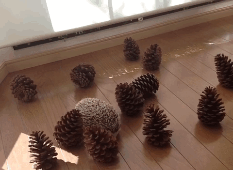 Just Some Pine Cones